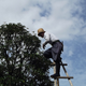 Illustration for article titled Make Sure You Are Going To Obtain The Right Support For Trees In Your Lotem/em